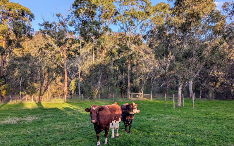 Collingwood Childrens Farm Ticket - Getting to 18 St Heliers Street