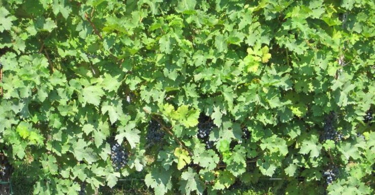 Collio Wine Tasting Tour From Venice or Padova - Pricing and Duration