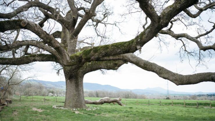 COLLODI – E-BIKE ADVENTURES WITH PINOCCHIO - Inclusions