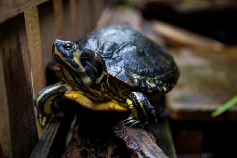 Collodi: Pinocchio Park & Villa Garzoni Grounds Entry Ticket - Good To Know