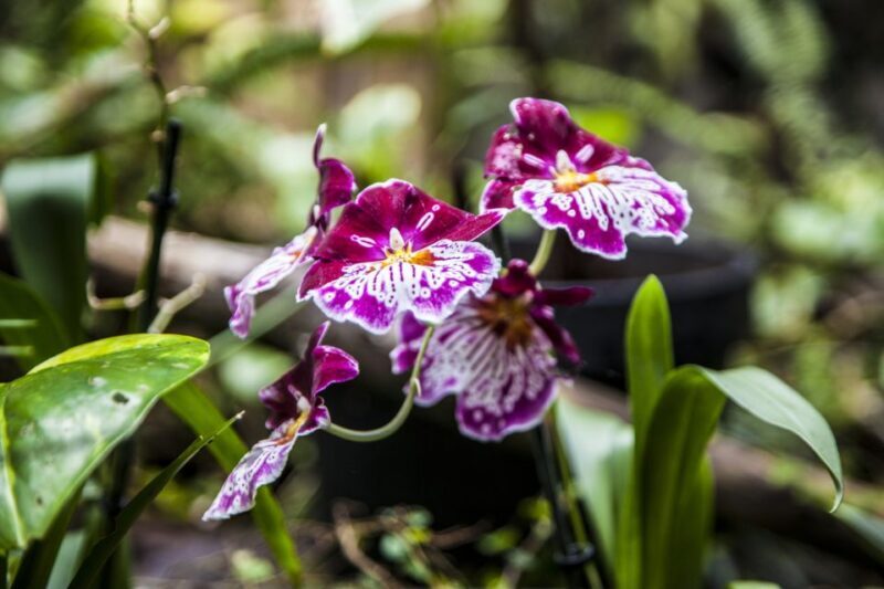 Collodi: Pinocchio Park & Villa Garzoni Grounds Entry Ticket - Who Will Love This Experience