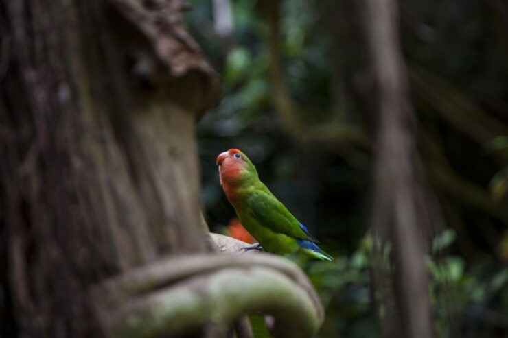 Collodi: Pinocchio Park & Villa Garzoni Grounds Entry Ticket - Experience Highlights