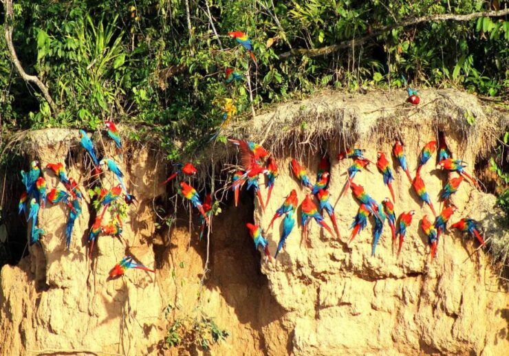 Collpa Guacamayo 2D Excursion Jungle Sunset - Activity Details