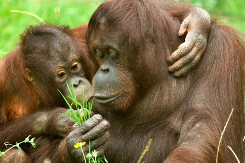 Cologne Zoological Garden ticket - Start with the animals, not a checklist