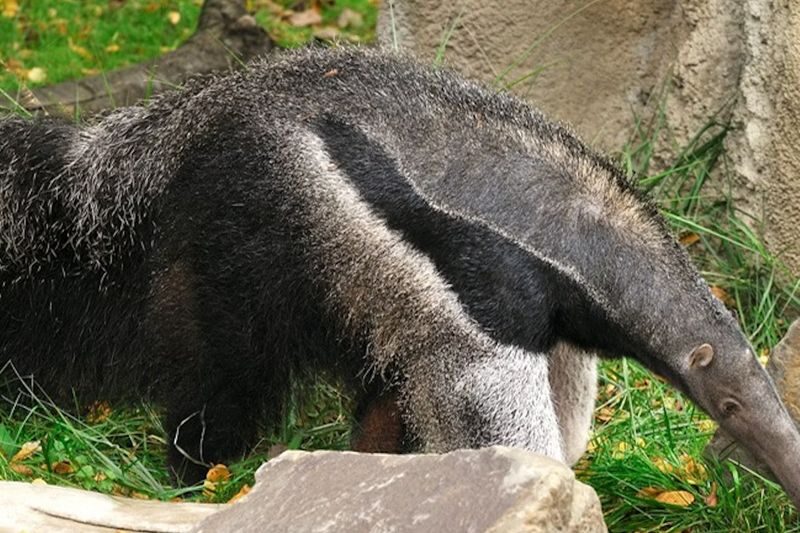 Cologne Zoological Garden ticket - The elephant park is a good place to slow down