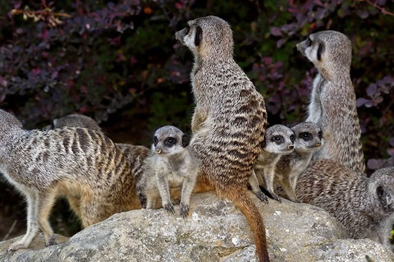 Cologne Zoological Garden ticket - Step into the Reichert House jungle