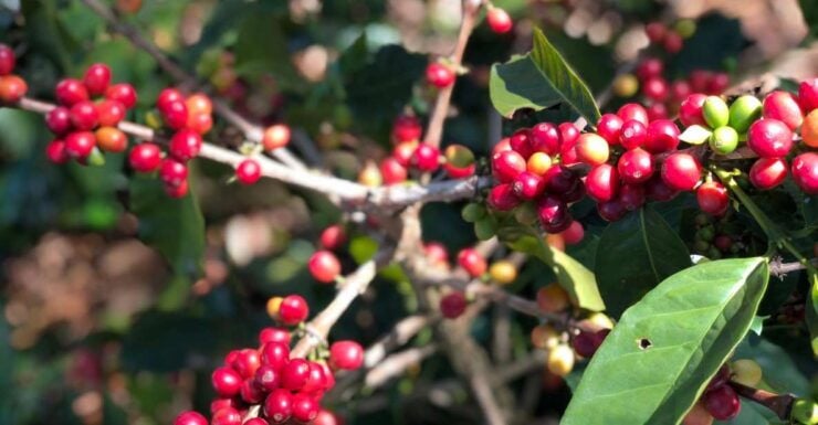 Colombia: Private Coffee Tour - Tour Overview