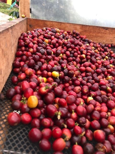 Colombia: Private Coffee Tour - Jaguar Coffee House Experience