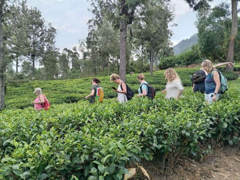 Colombo: 5-Day Hill Country Trekking Itinerary to Ella - Practical Tips & Considerations