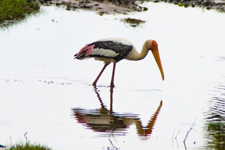 Colombo: 8-Day Private Cultural Triangle & Wildlife Trip - Trip Duration and Inclusions