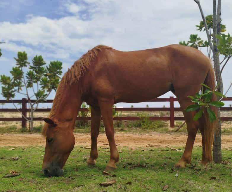 Colombo: Beach Horseback Riding Experience - Timing and group size