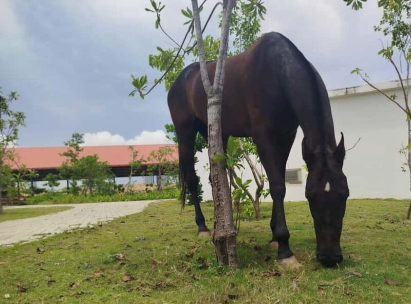 Colombo: Beach Horseback Riding Experience - Final Thoughts