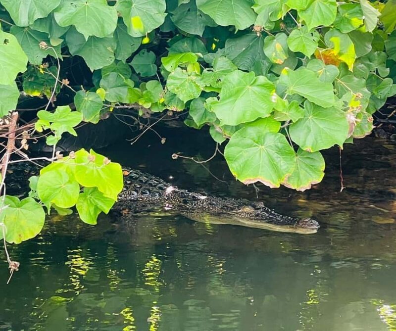 Colombo: Bentota Mangrove River Safari 6 Hour Tour - An Honest Look at the Bentota River Safari Experience