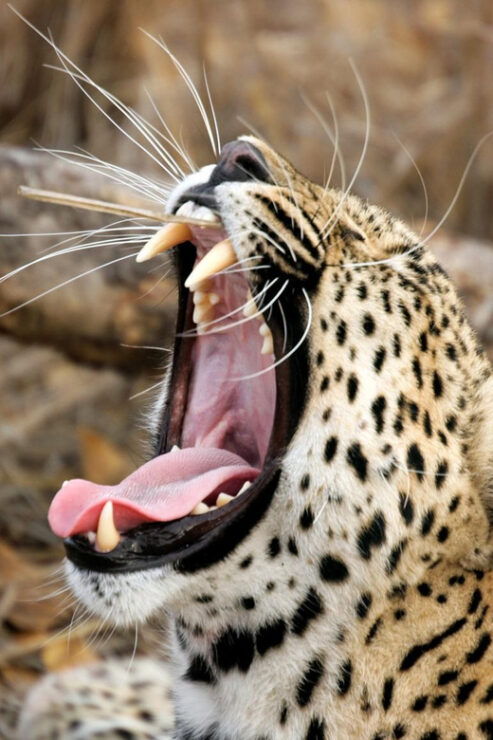 Colombo/Bentota: Safari Trip to Yala & Udawalawe W/ Picnic - Highlights of the Experience