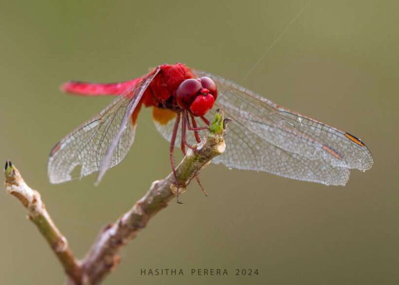 Colombo: Bird watching around Colombo-Guided Tour - 06 hours - The Sum Up