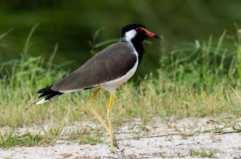 Colombo: Bird watching around Colombo-Guided Tour - 06 hours - Colombo: Bird Watching Around Colombo-Guided Tour – 6 Hours