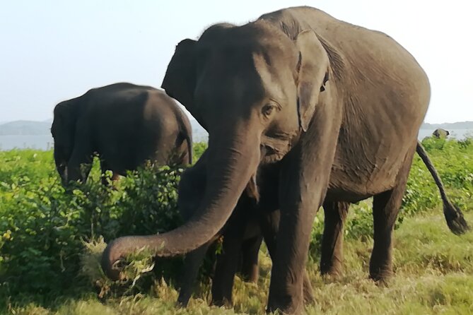 Colombo City Tour & Galle Fort One Day Excursion With Tharindu - Frequently Asked Questions