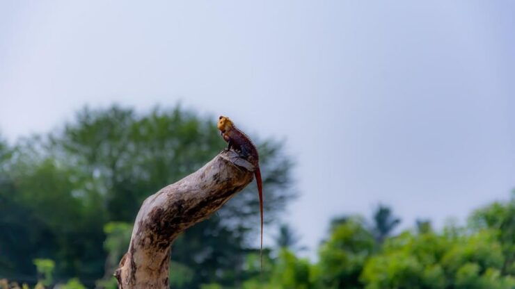 Colombo City Tour With Galle Fort, Bentota River Safari - Itinerary Highlights