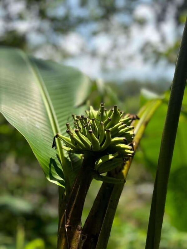 Colombo/Cmb/ Sinharaja Rainforest Day Trip with Lunch - Exploring Sinharaja: An In-Depth Look at the Experience