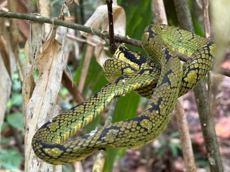 Colombo/Cmb/ Sinharaja Rainforest Day Trip with Lunch - Good To Know
