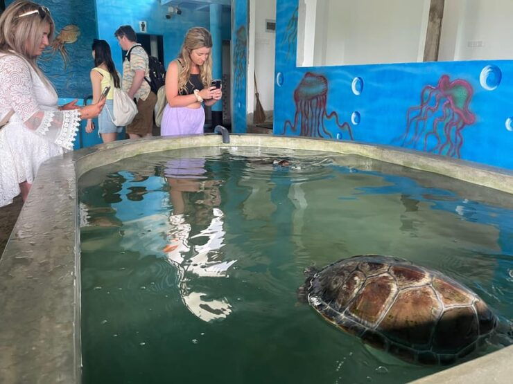 Colombo Cruise Port: Galle, Turtle Hatchery & River Safari - Detailed Itinerary