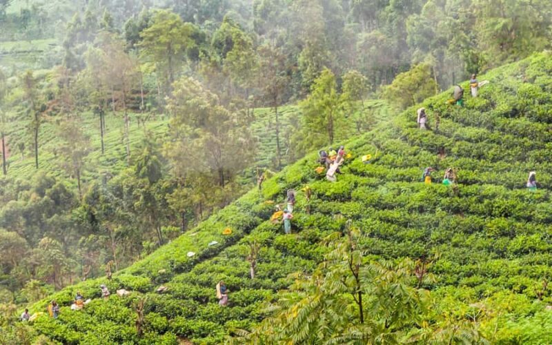 Colombo: Ella Scenic Train Tour with Hotel Transfers - Practical Details and What to Expect