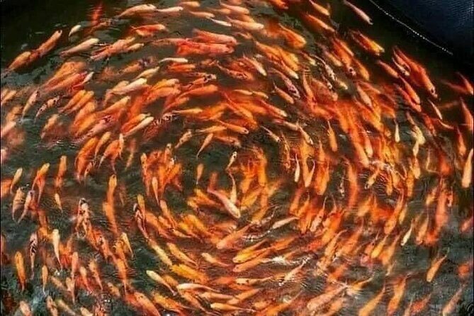 Colombo Galle, Madu River Safari, and Turtle Hatchery - Authentic Insights from Traveler Reviews  