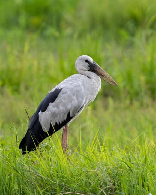 Colombo: Guided wet zone and wetland full day birding tour - Good To Know