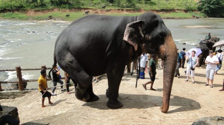 Colombo: Kandy and Pinnawala Day Trip With Free Hotel Pickup - Itinerary Highlights