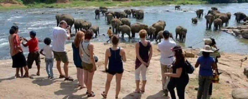 Colombo: Kandy and Pinnawala full day trip - Practical Details and What You Should Know