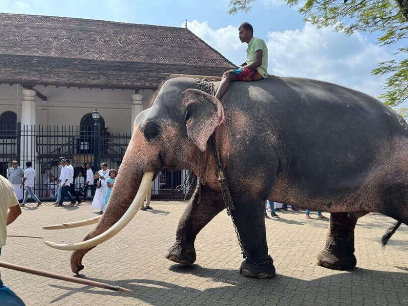 Colombo: Kandy Day Trip with Pinnawala Elephant Orphanage - Practical Tips for Your Trip