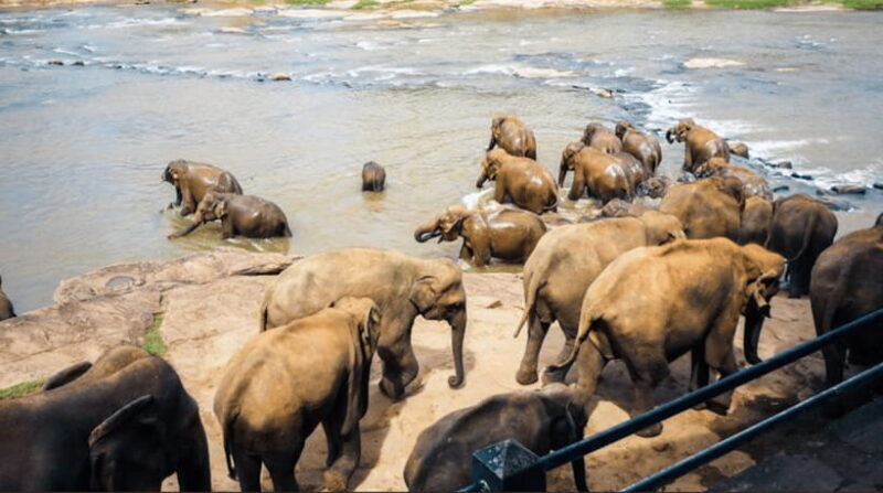 Colombo: Kandy Day Trip with Pinnawala Elephant Orphanage - An In-Depth Look at the Tour Highlights