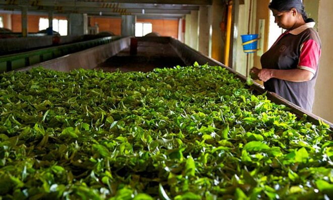 Colombo: Kandy Full Day Tour With Tea Factory Cultural Show - Included Features
