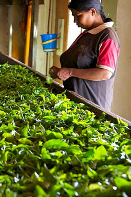 Colombo: Kandy Full Day Tour With Tea Factory Cultural Show - What to Bring