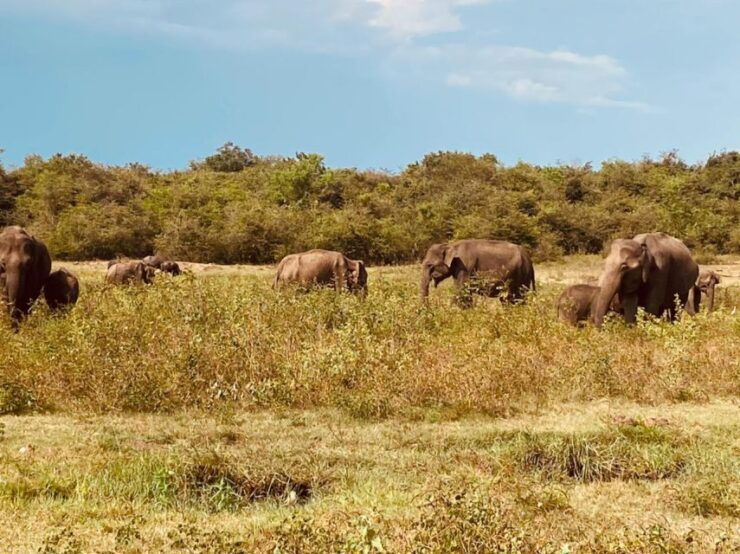 Colombo: Minneriya & Kaudulla National Park Jeep Safari Trip - Experience Highlights