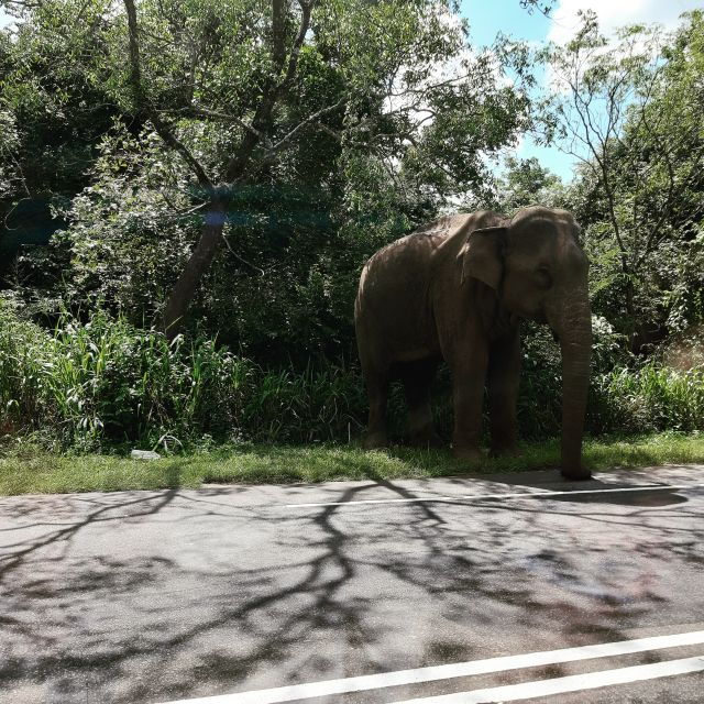 Colombo: Nature, Wildlife & History 4-Day Guided Tour - Tour Details