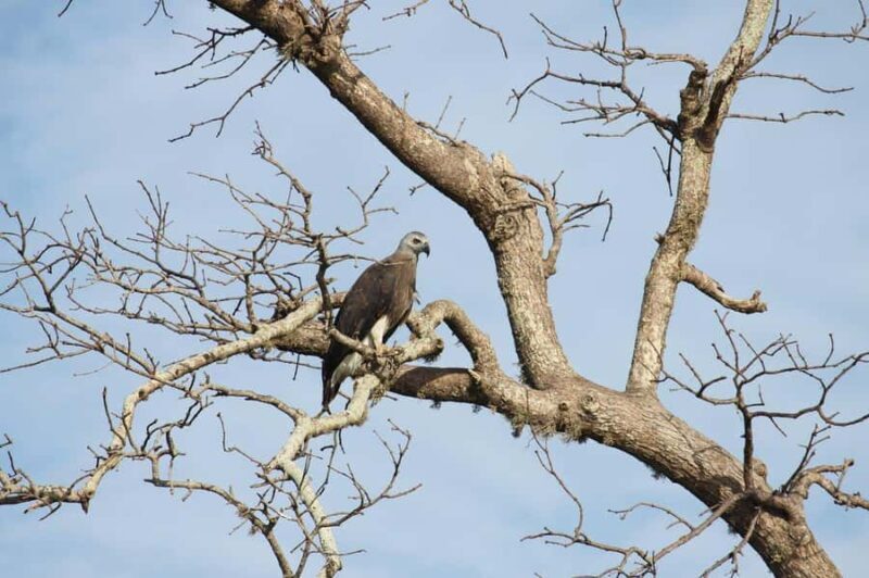 Colombo/Negombo: Galle Fort, Koggala Lake Safari & Kayaking - The Sum Up