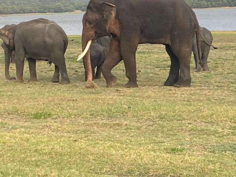 Colombo-Negombo : Sigiriya & Dambulla Cave Full-Day Tour - FAQ