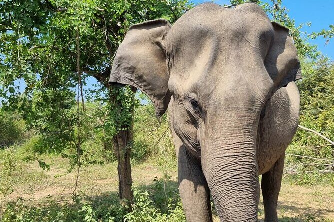 Colombo , Negombo to Trincomalee Transfer and Safari - Who Would Love This Tour?  