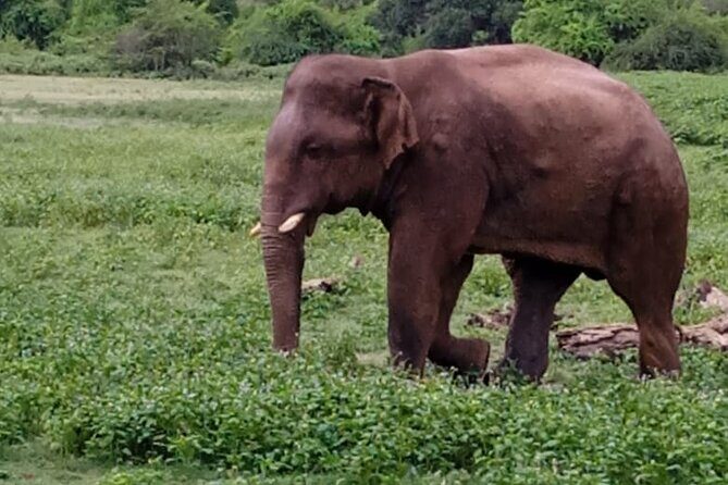 Colombo , Negombo to Trincomalee Transfer and Safari - Final Thoughts: Who Is This Tour Best For?