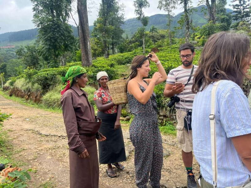 Colombo: Nuwara Eliya: Tea Gardens,Colonial Charm & High Tea - A Scenic Journey from Colombo to Nuwara Eliya