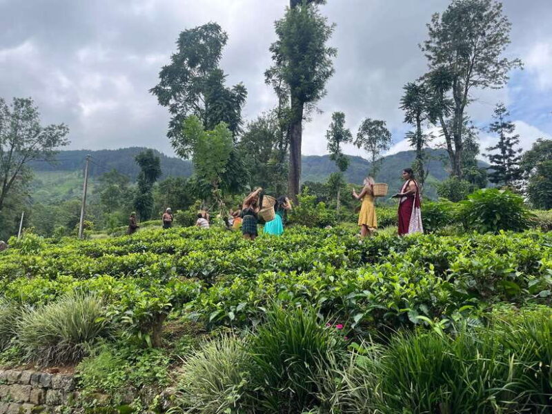 Colombo: Nuwara Eliya: Tea Gardens,Colonial Charm & High Tea - Final Thoughts