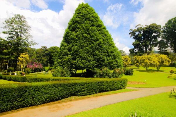 Colombo or Negombo: Temple of the Tooth Kandy Day Trip - Tips and Recommendations
