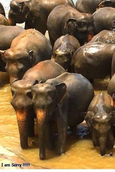 Colombo: Overnight Tour to Kandy & Transfer to Nuwara Eliya - Nuwara Eliya Highlights