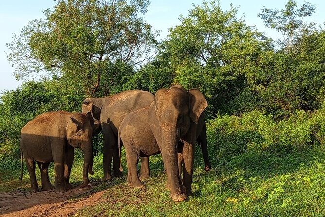 Colombo Private Airport Transfer - What to Expect from the Colombo Private Airport Transfer