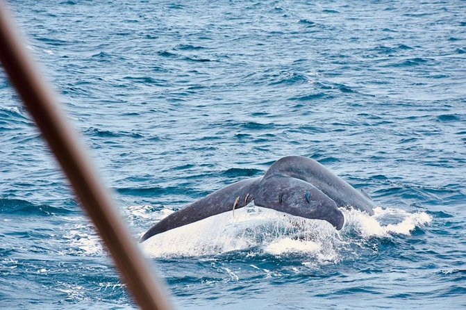 Colombo Private Whale-Watching Cruise - Directions