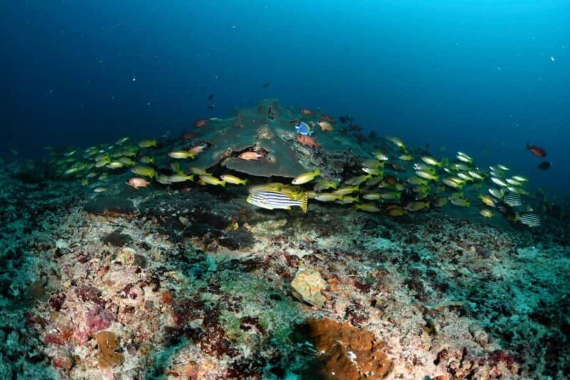 Colombo: Shipwreck Diving Experience within the city - Exploring Colombo’s Shipwrecks: An Underwater Adventure Next Door