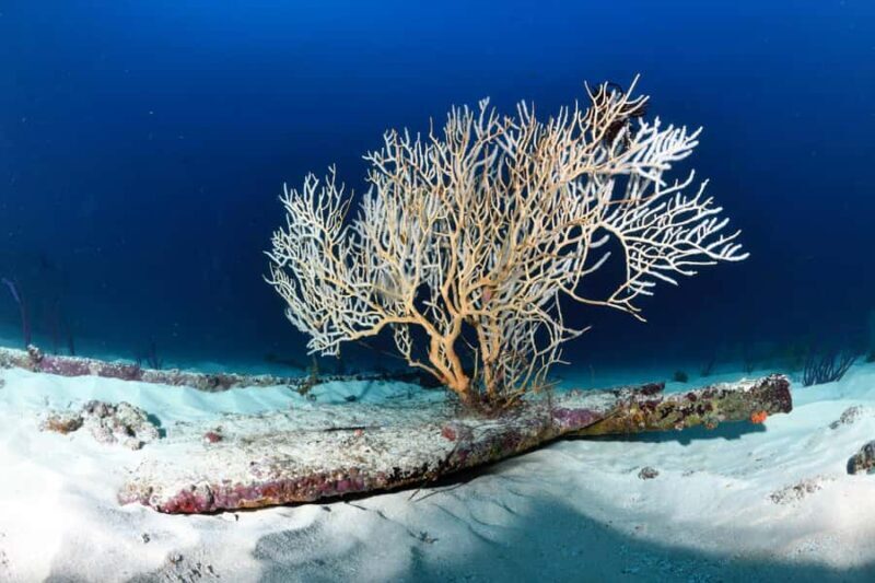 Colombo: Shipwreck Diving Experience within the city - FAQs