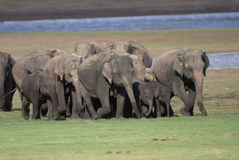 Colombo: Sigiriya, Dambulla Caves, & Wildlife Day Tour - Final Thoughts: Is it Worth It?