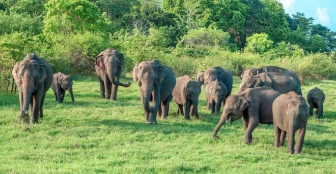 Colombo: Sigiriya, Dambulla & Elephant Safari Day Tour - Sigiriya Lion Rock Experience